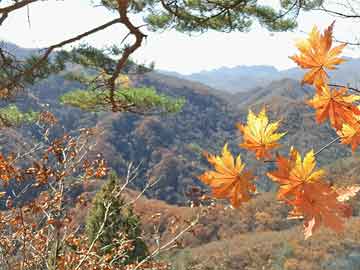 最準(zhǔn)一肖一碼一一中一特,揭秘彩票背后的秘密，最準(zhǔn)一肖一碼一一中一特