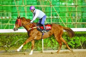 澳門今晚開特馬四不像圖,澳門今晚開特馬四不像圖，警惕背后的風險與違法犯罪問題