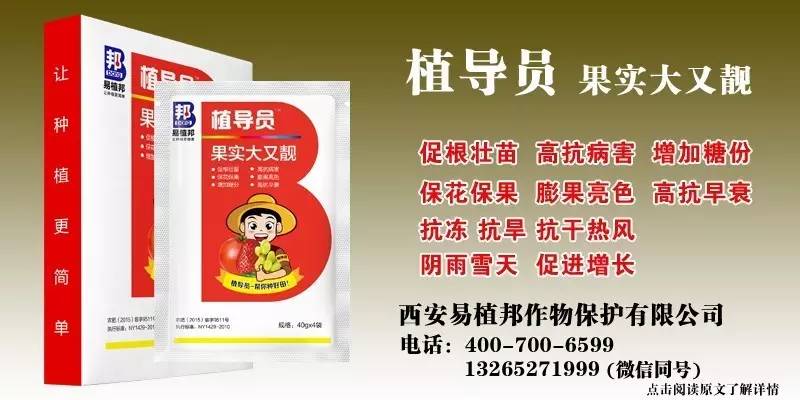 澳門王中王100%期期中一期,澳門王中王100%期期中一期，揭秘彩票背后的秘密與策略探討