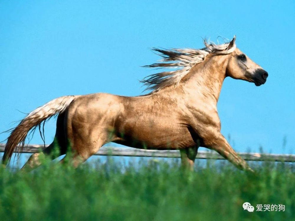 今晚澳門特馬開什么今晚四不像,今晚澳門特馬開什么，探索未知與理性看待四不像