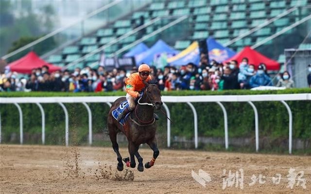 新澳今天開什么特馬,新澳今日賽馬結(jié)果揭秘，探尋特馬的勝利軌跡