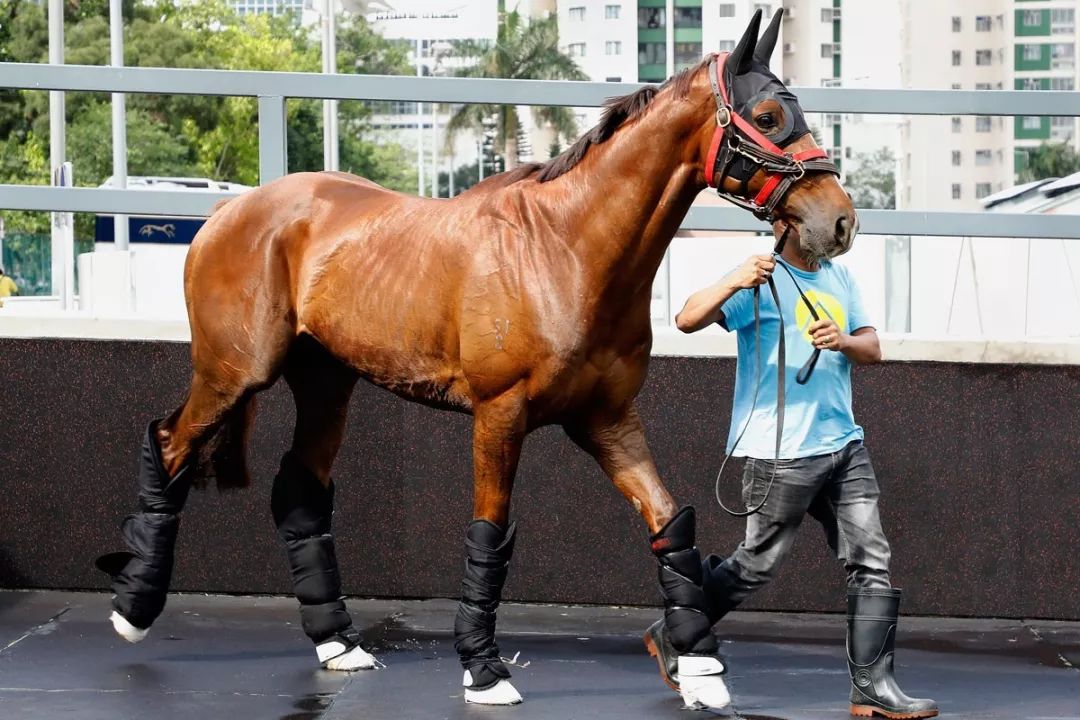 今晚澳門特馬開(kāi)什么今晚四不像,今晚澳門特馬開(kāi)什么，探索未知的神秘世界與四不像的魅力