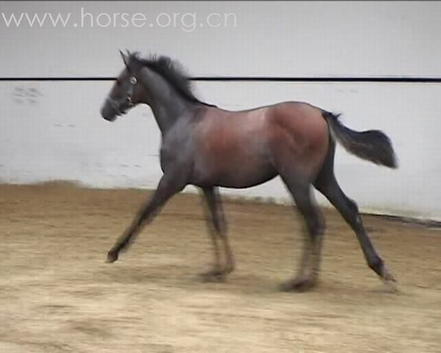 特馬資料,特馬資料的深度解析與應用