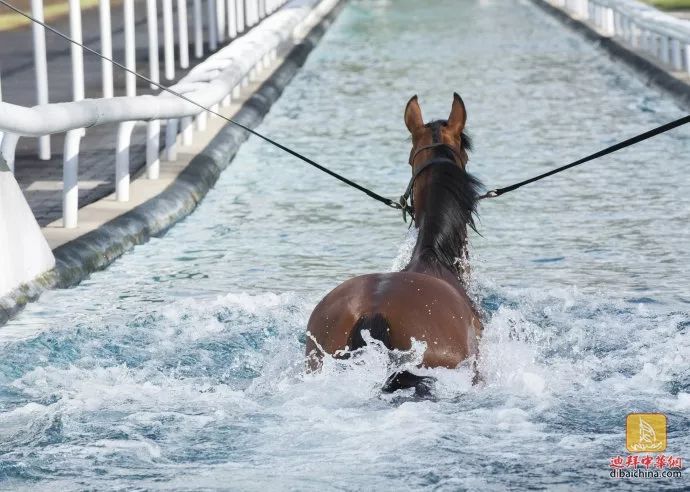 今晚澳門特馬開什么今晚四不像,今晚澳門特馬開什么，探索未知的神秘之旅與四不像的魅力