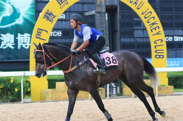 今晚澳門馬出什么特馬,今晚澳門馬會出什么樣的特馬？探索賽馬世界的神秘面紗