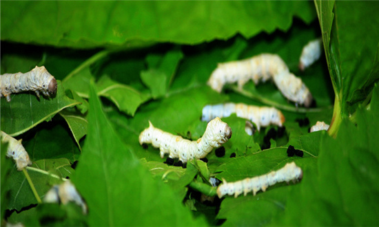 澳門最精準(zhǔn)正最精準(zhǔn)龍門蠶,澳門最精準(zhǔn)正最精準(zhǔn)的龍門蠶，探尋成功的秘密