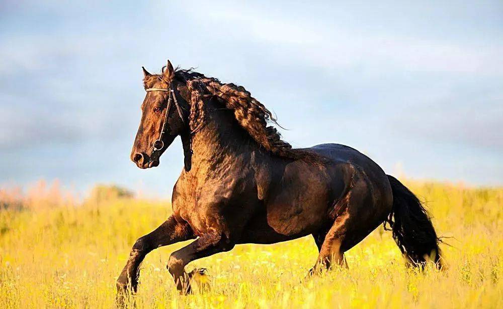 今晚澳門(mén)馬出什么特馬,今晚澳門(mén)馬出什么特馬，探索澳門(mén)賽馬世界的神秘面紗